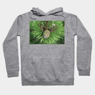 Young Pine Cone in Greens Hoodie